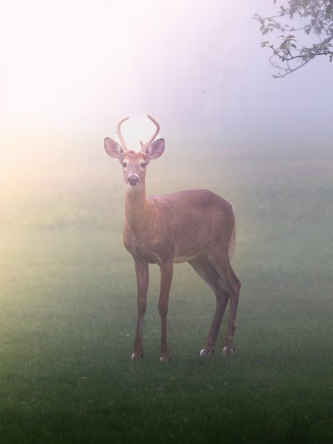 Deer in a misty field with morning sunlight