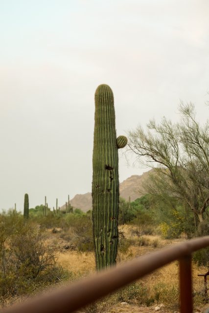Cactus in a desert landscape