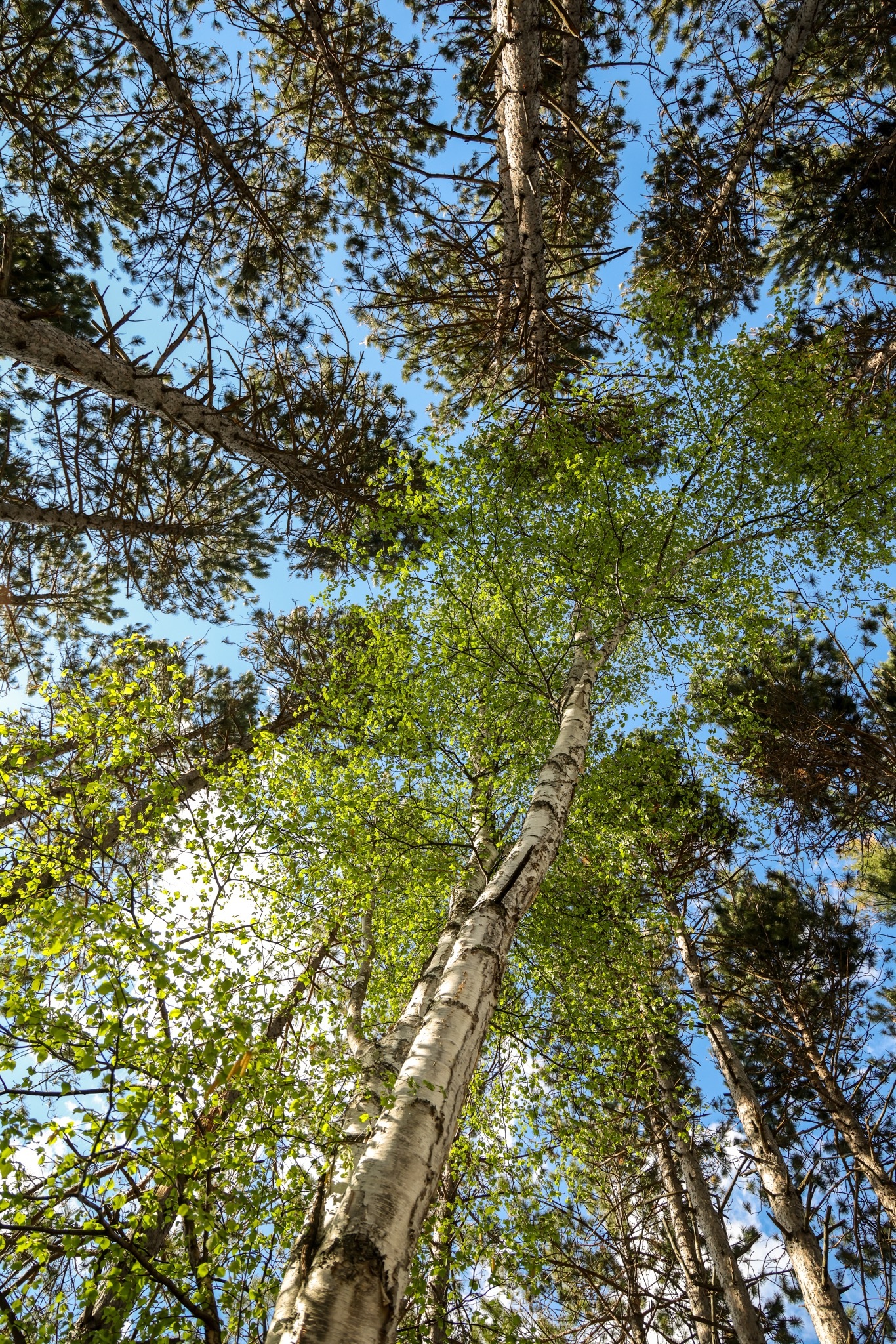 Skyward photograph by Christian Leonard