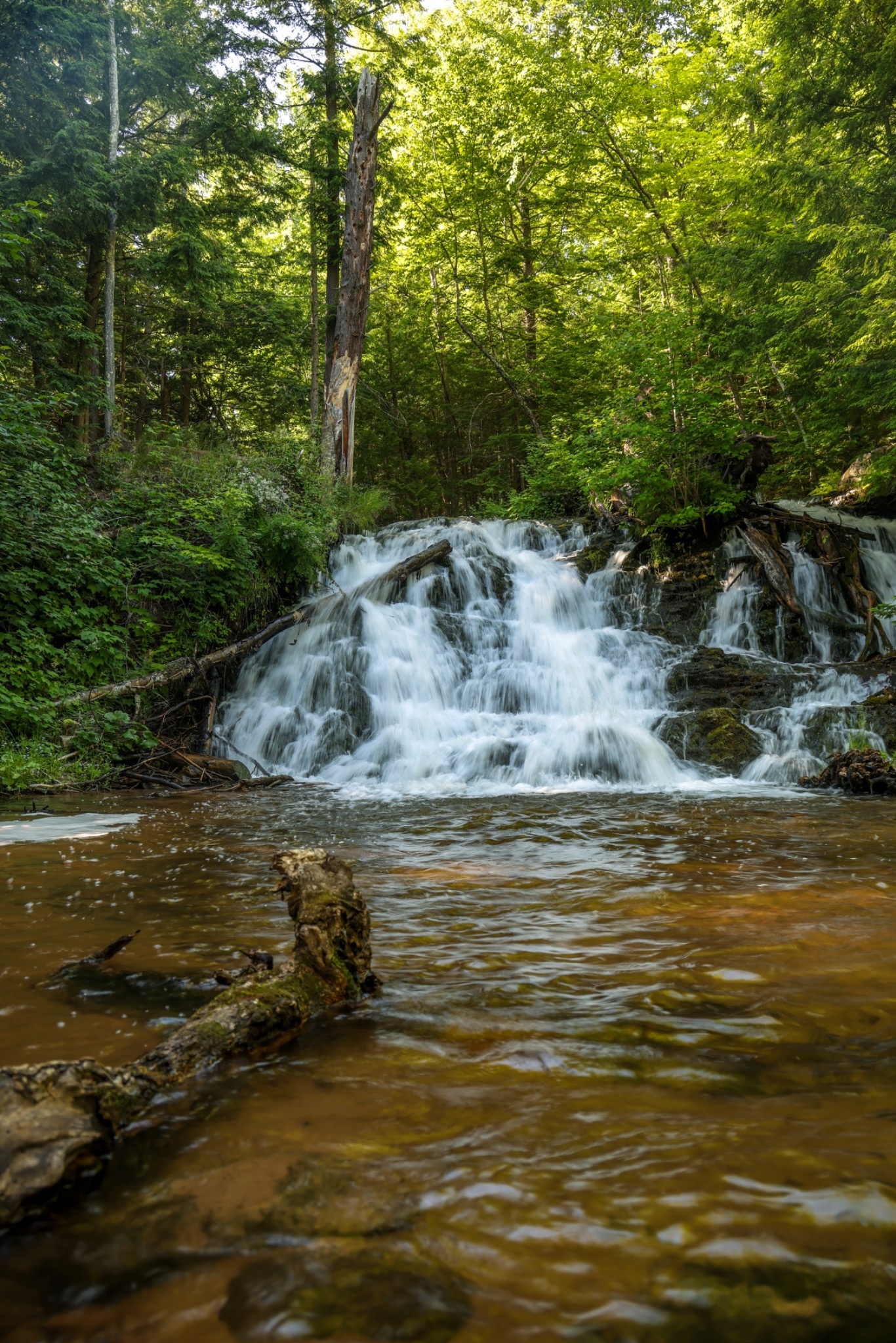 Where the Forest Flows photograph by Christian Leonard