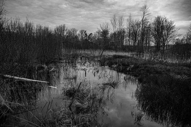 Black-and-white wetland landscape with reflections